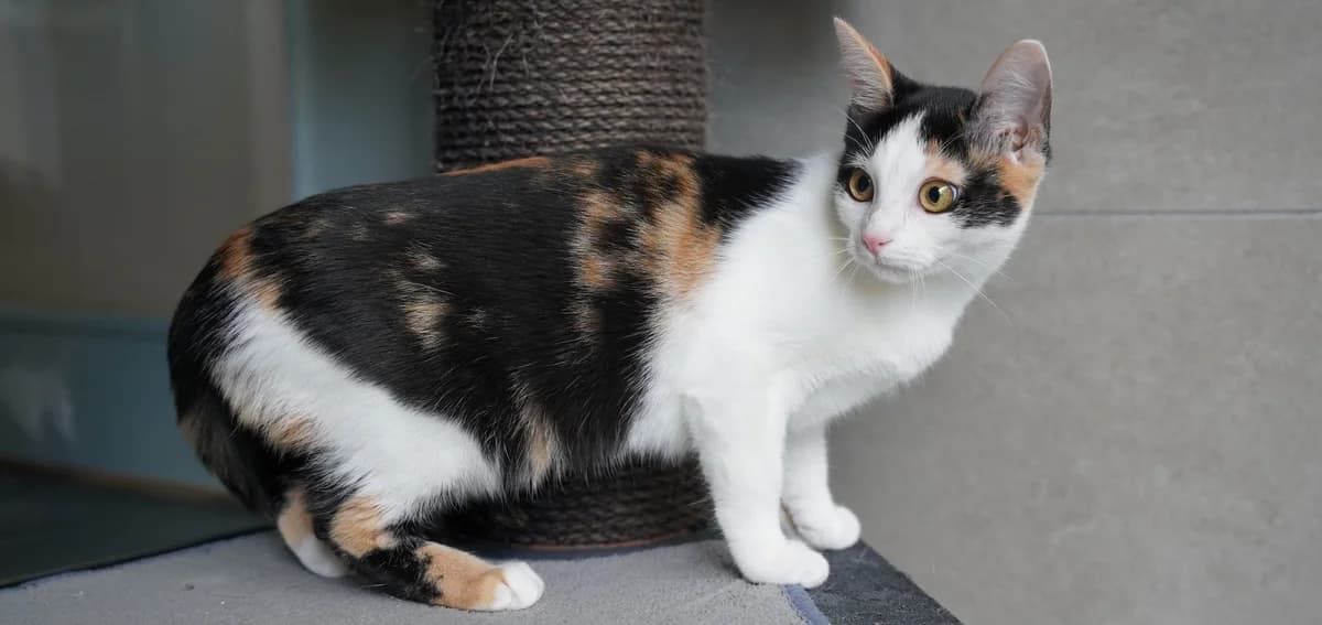 PELOTE, female puppy European Shorthair for adoption at Help Animals, Brussels