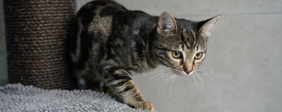 Zuma, female puppy European Shorthair for adoption at Help Animals, Brussels