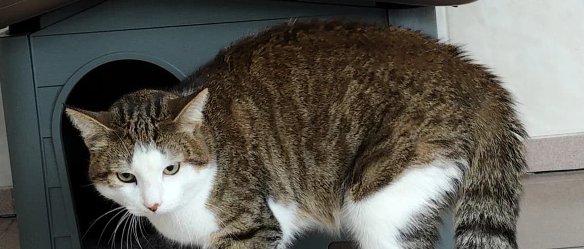 SACHA, male young European Shorthair for adoption at Help Animals, Brussels