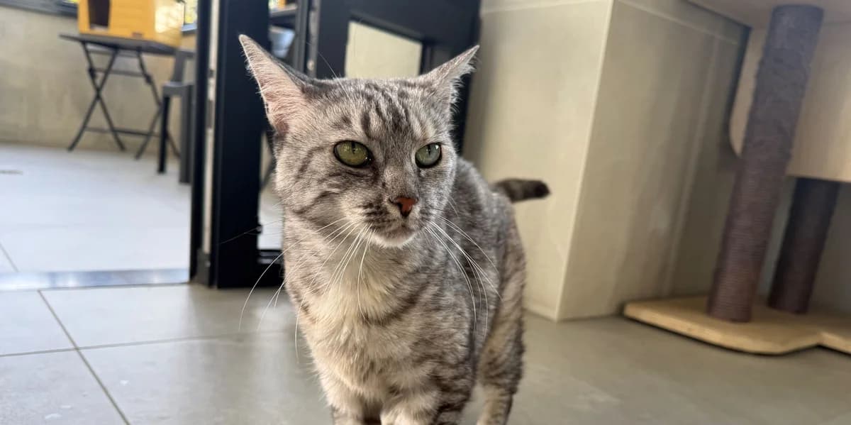 CHANCE, female senior European Shorthair for adoption at Help Animals, Brussels
