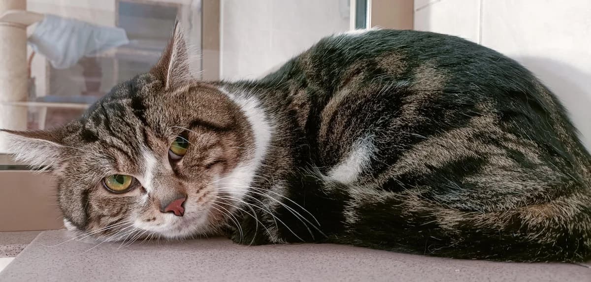 LEXAM, male 5yo European Shorthair for adoption at Help Animals, Brussels