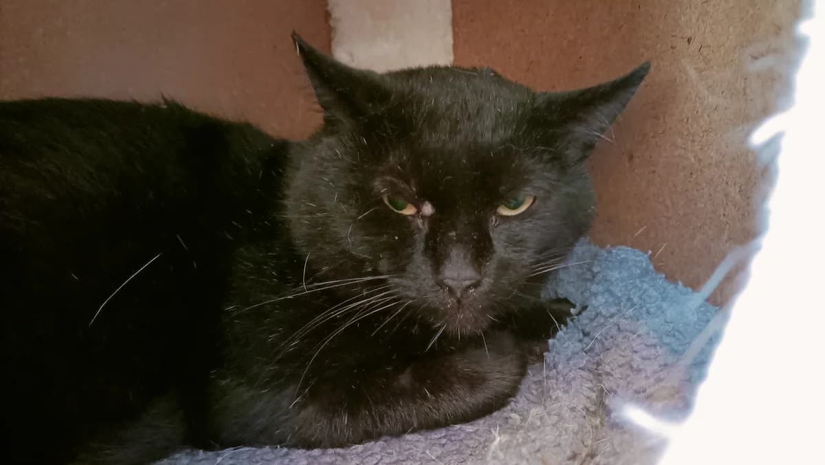 RONCHON, male 4yo European Shorthair for adoption at Help Animals, Brussels