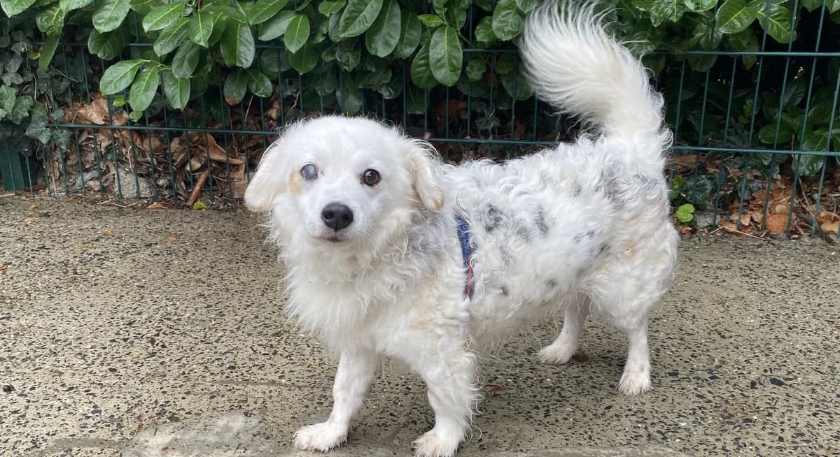 KOOKAI, male senior Mixed Breed for adoption at Help Animals, Brussels
