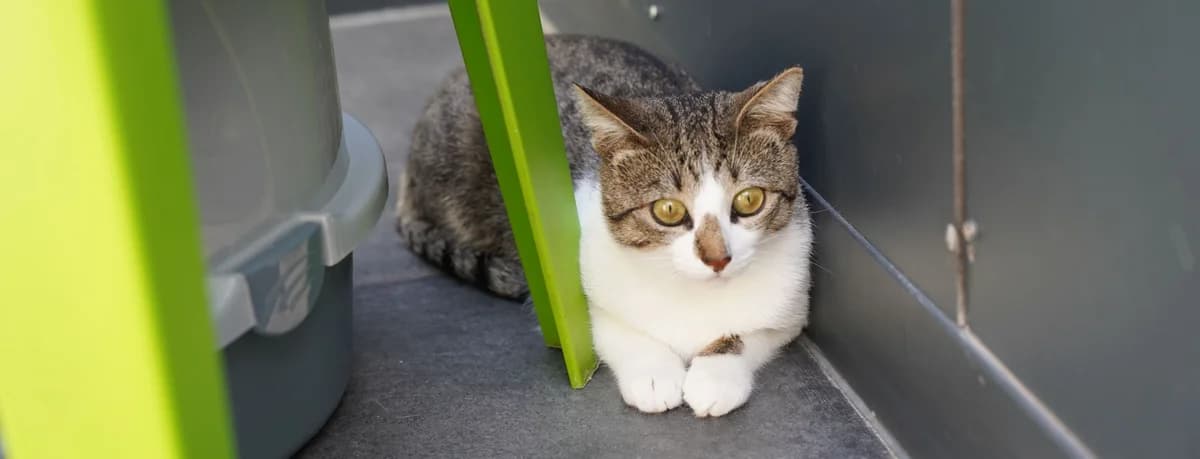 KIWI, male young European Shorthair for adoption at Help Animals, Brussels