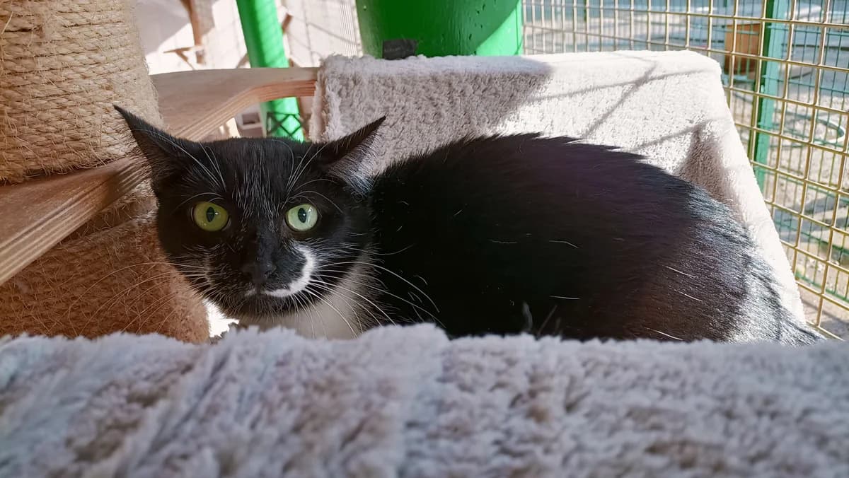 LANA, female 3yo European Shorthair for adoption at Help Animals, Brussels
