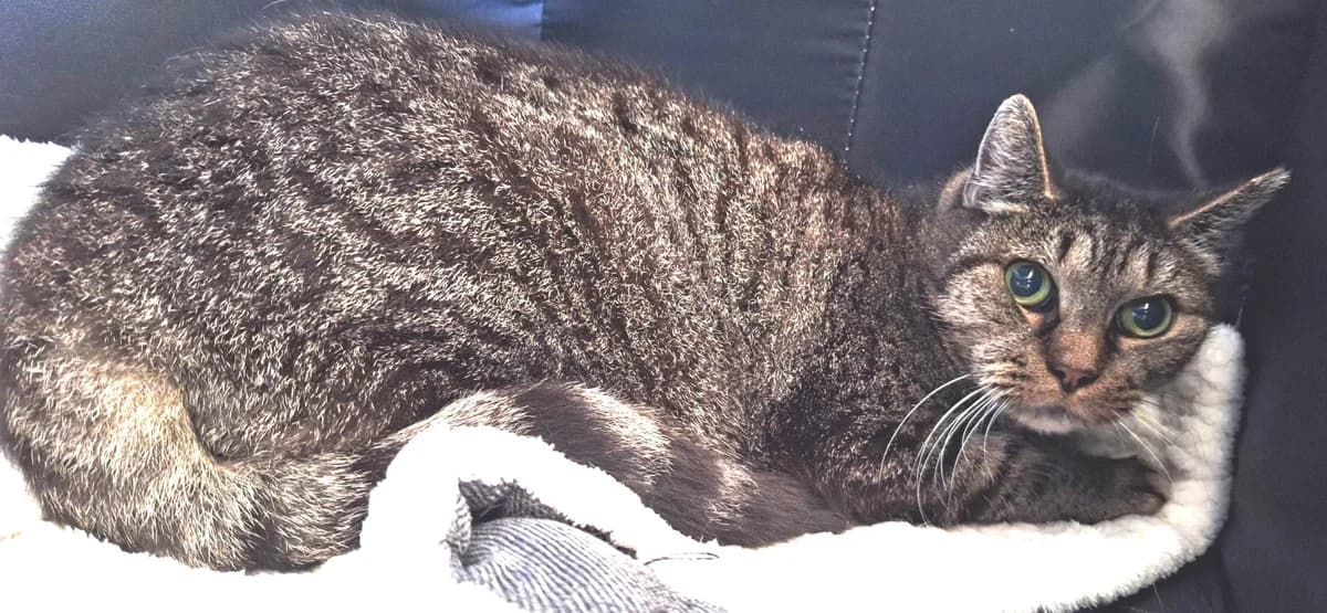 Caline, female 6yo European Shorthair for adoption at Help Animals, Brussels