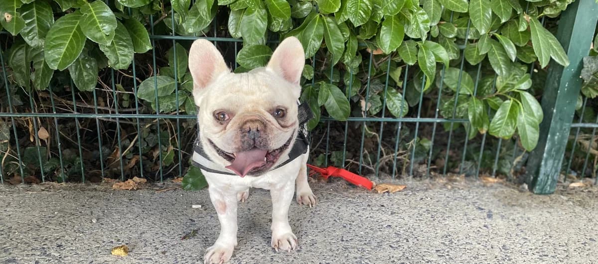 RAMSES, male 6yo French Bulldog for adoption at Help Animals, Brussels