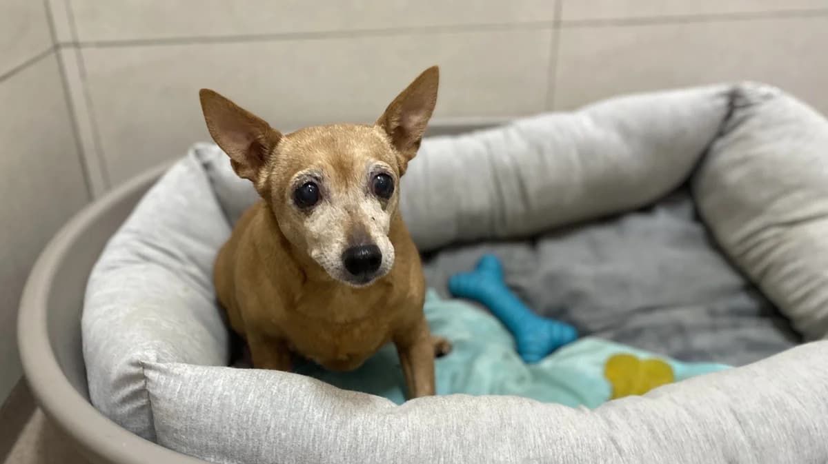 FLAPI dit POUPETTE, female senior mixed breed for adoption at Help Animals, Brussels