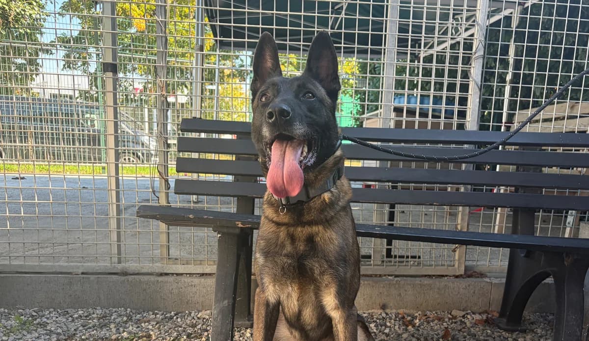 QUATTRO, male 5yo Belgian Malinois for adoption at Help Animals, Brussels