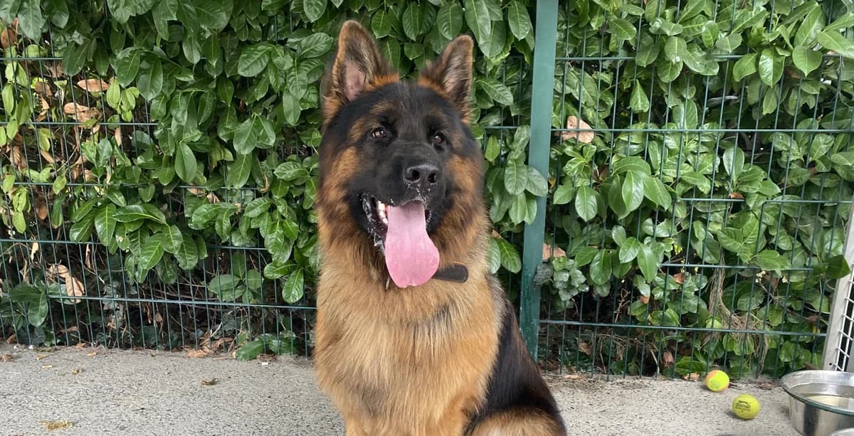 SIMBA, male young German Shepherd for adoption at Help Animals, Brussels