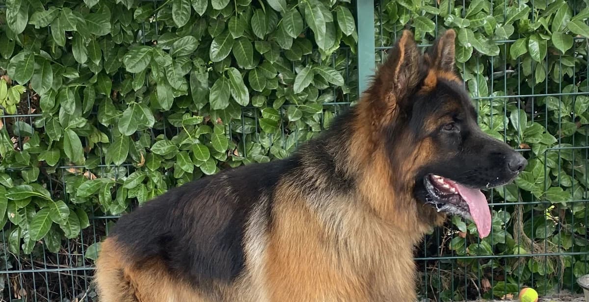 SIMBA, male young German Shepherd for adoption at Help Animals, Brussels