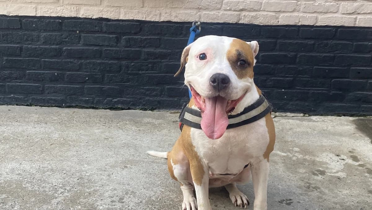 XENA, female senior American Staffordshire Terrier for adoption at Help Animals, Brussels