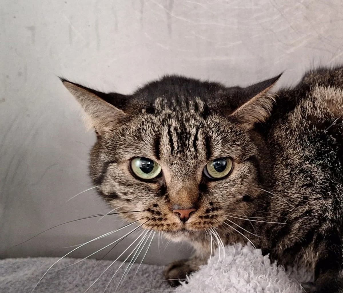FIDJI, female 6yo European Shorthair for adoption at Help Animals, Brussels