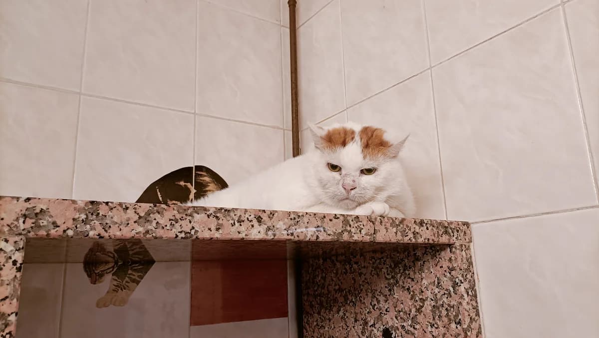 GROSMINET, male 7yo European Shorthair for adoption at Help Animals, Brussels