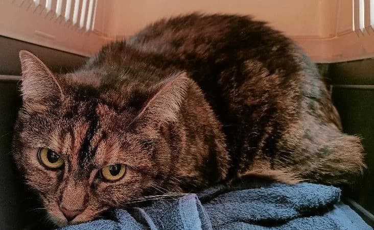 SUSHI, female 5yo European Shorthair for adoption at Help Animals, Brussels
