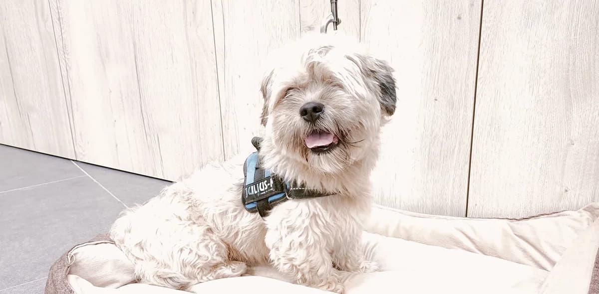 NESQUICK, male senior Shih Tzu for adoption at Help Animals, Brussels