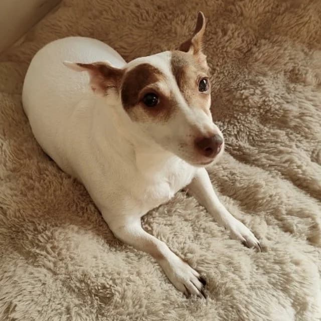 Angel, female senior Jack Russell Terrier for adoption at vzw Helping Dogs