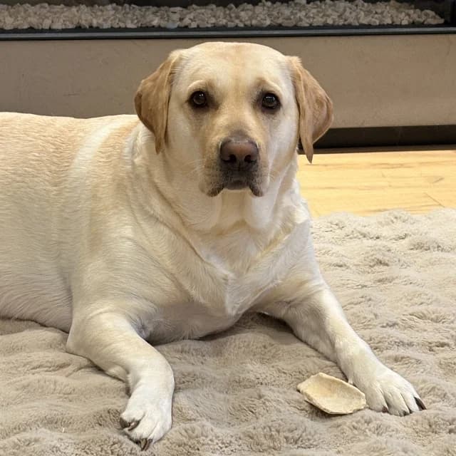 Daisy, female 3yo Labrador Retriever for adoption at vzw Helping Dogs