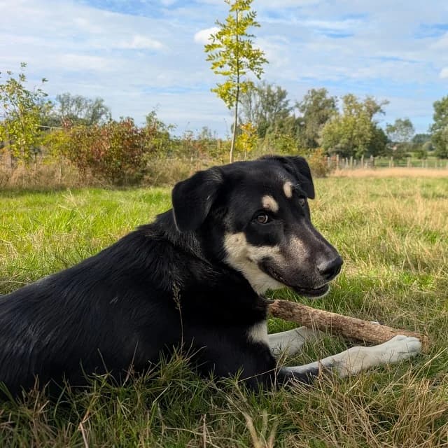 Fidèle, female young mixed breed for adoption at vzw Helping Dogs