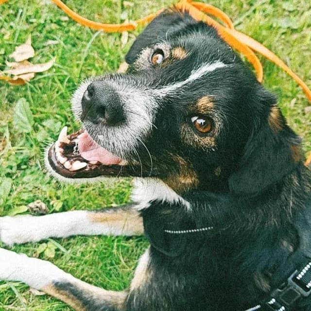 Frankie, male 3yo mixed breed for adoption at vzw Helping Dogs