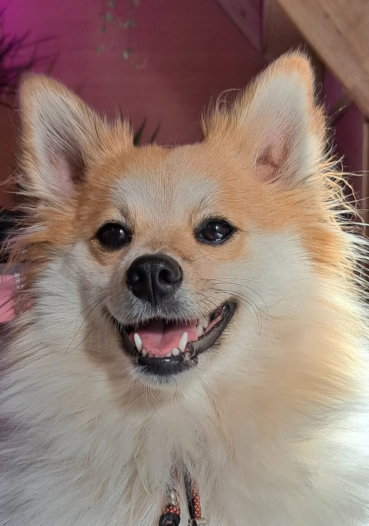 Lizzy, female young Keeshond for adoption at vzw Helping Dogs