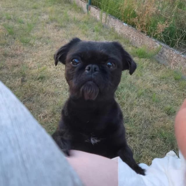 Otis, male 3yo Shih Tzu for adoption at vzw Helping Dogs