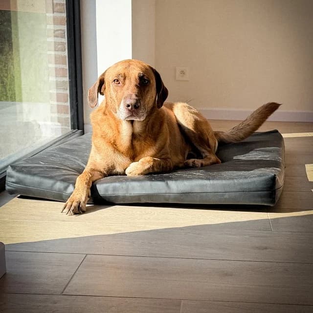 Rayas, male 6yo Rhodesian Ridgeback for adoption at vzw Helping Dogs