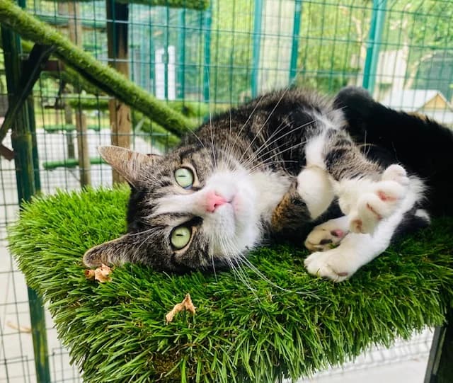 Cita, female 3yo Mixed Breed for adoption at Het Dierenthuisje VZW, Geel