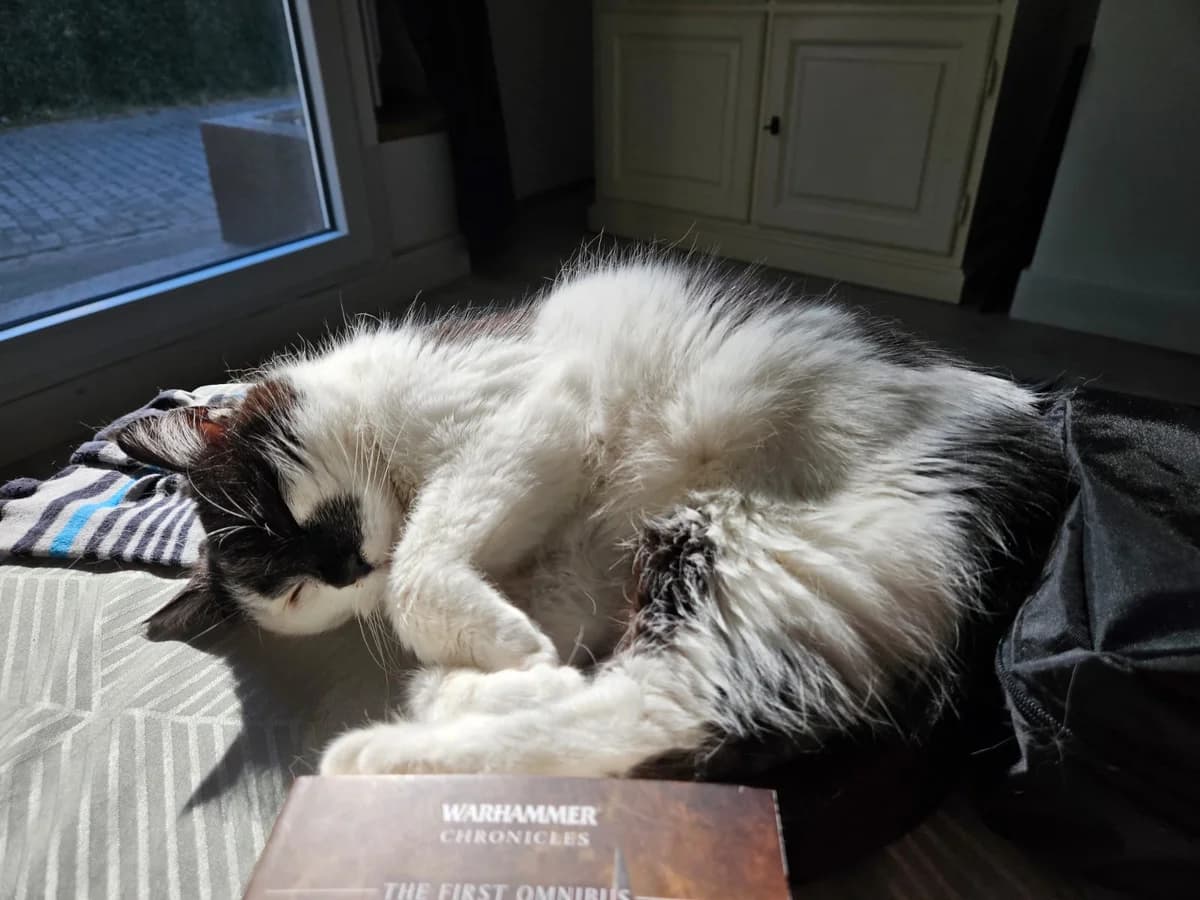 Mieneken, female 7yo Mixed Breed for adoption at Het Dierenthuisje VZW, Geel