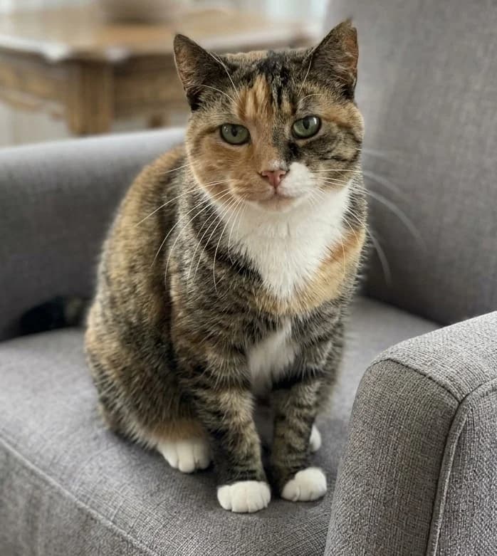 Poepoes, female senior Mixed Breed for adoption at Het Dierenthuisje VZW, Geel