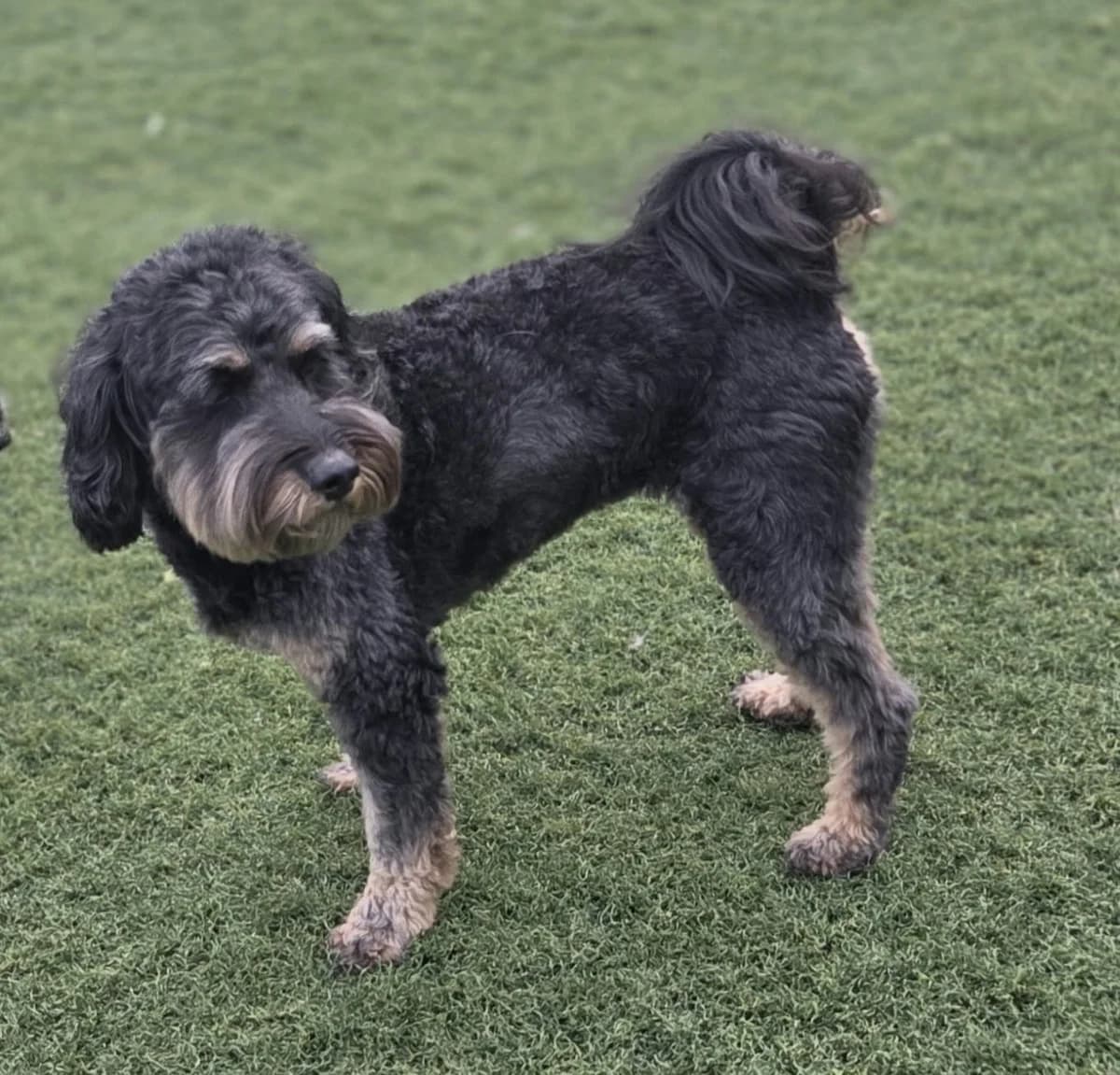 Odette, female Mixed Breed for adoption at Het Dierenthuisje VZW, Geel