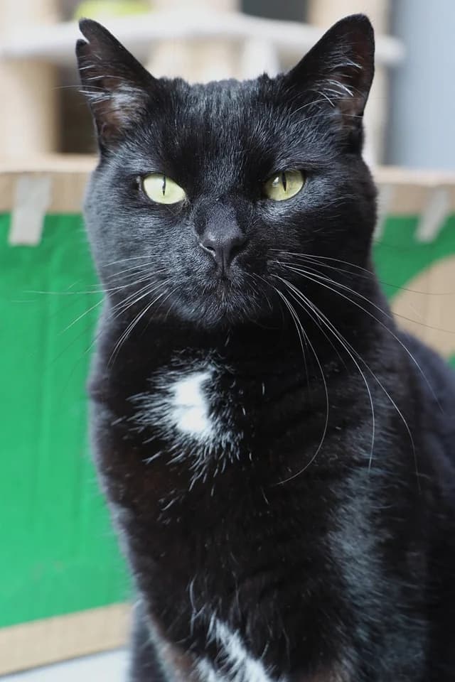 Willow, Mixed Breed Cat for adoption at Het Blauwe Kruis Kust, Oostende