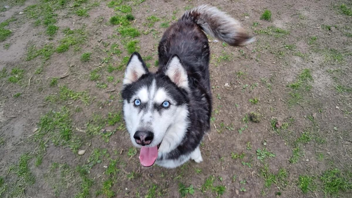 Troy, Husky for adoption at Het Blauwe Kruis Kust, Oostende