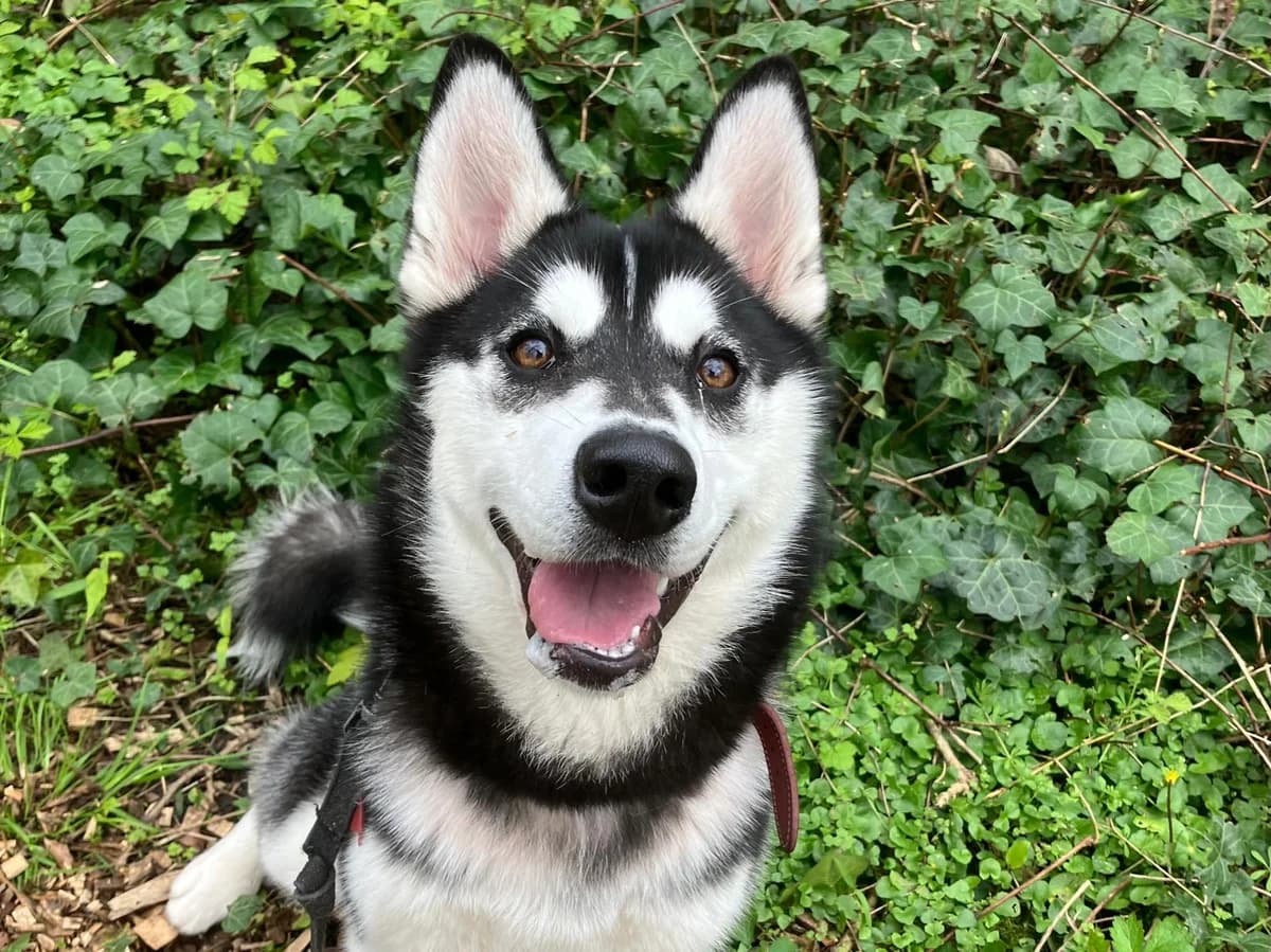 Lafa, Husky for adoption at Het Blauwe Kruis Kust, Oostende