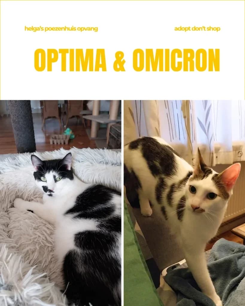 OPTIMA & OMICRON, male young Mixed Breed for adoption at Huisdierenhulp Plus vzw (HPHO)