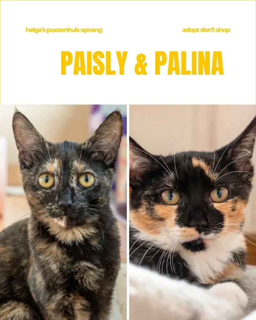 PAISLY & PALINA, female Mixed Breed for adoption at Huisdierenhulp Plus vzw (HPHO)