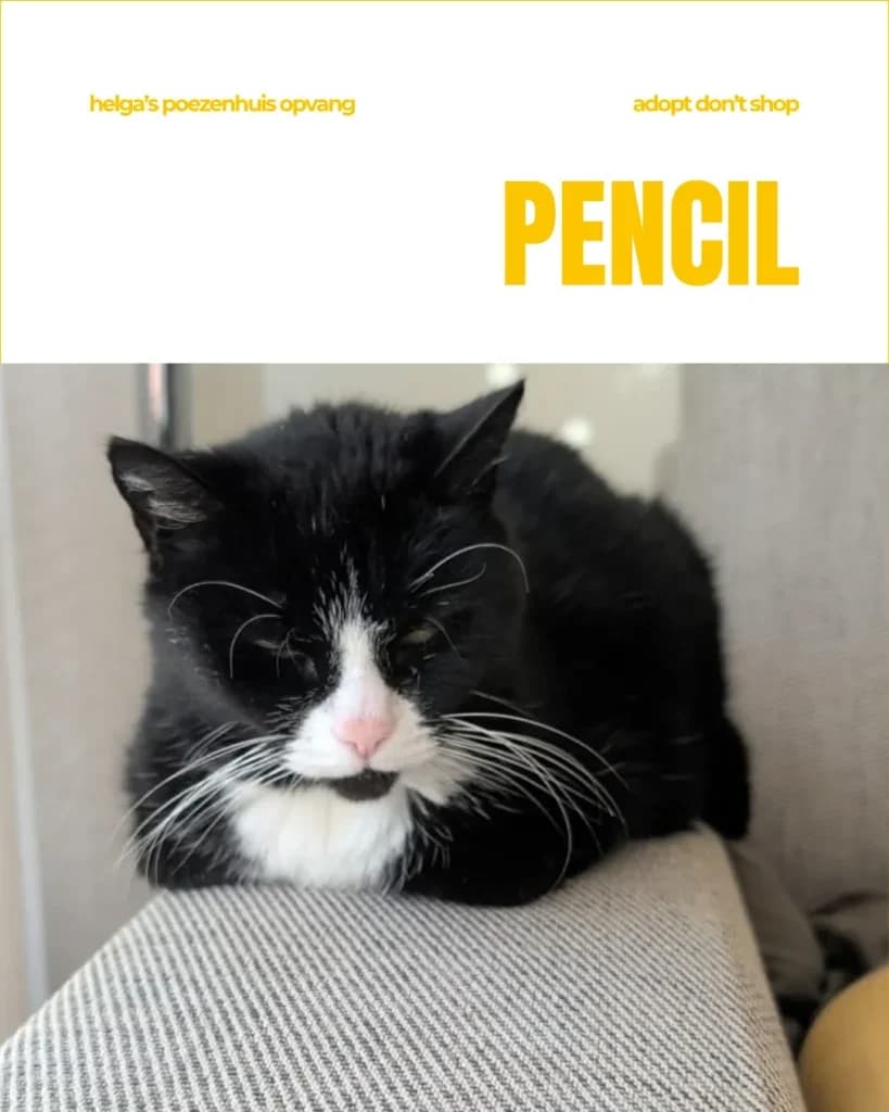 PENCIL, male senior Mixed Breed for adoption at Huisdierenhulp Plus vzw (HPHO)