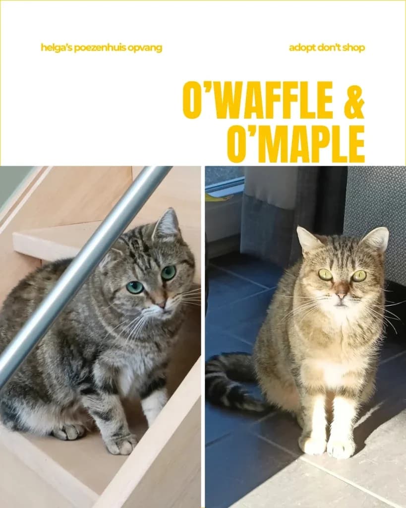 O'WAFFLE & O'MAPLE, male 5yo Mixed Breed for adoption at Huisdierenhulp Plus vzw (HPHO)