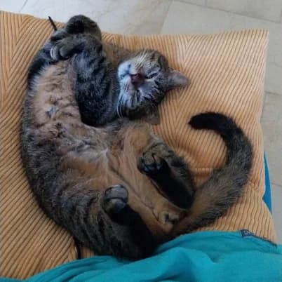 Wani, male 5yo European Shorthair for adoption at HumanIma ASBL, Ottignies (Brabant Wallon)