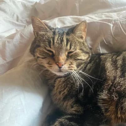 Oscar, male senior European Shorthair for adoption at HumanIma ASBL, Ottignies (Brabant Wallon)
