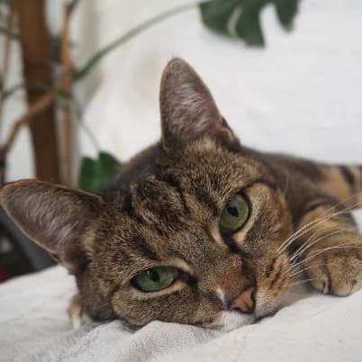 Nala, female 6yo European Shorthair for adoption at HumanIma ASBL, Ottignies (Brabant Wallon)