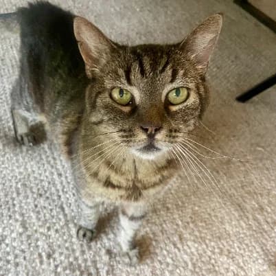 Vanessa, female senior European Shorthair for adoption at HumanIma ASBL, Ottignies (Brabant Wallon)