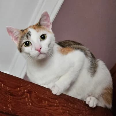Gisèle, female young European Shorthair for adoption at HumanIma ASBL, Ottignies (Brabant Wallon)