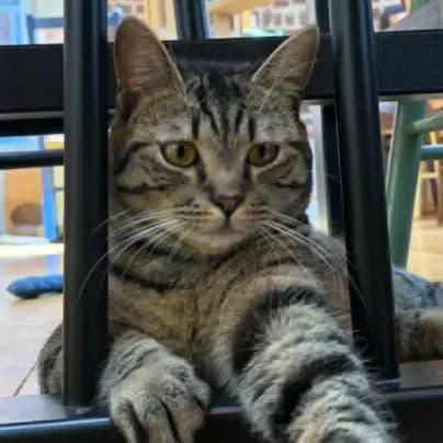 Pablo, male young European Shorthair for adoption at HumanIma ASBL, Ottignies (Brabant Wallon)
