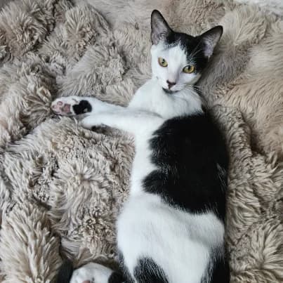 Simon, male puppy European Shorthair for adoption at HumanIma ASBL, Ottignies (Brabant Wallon)