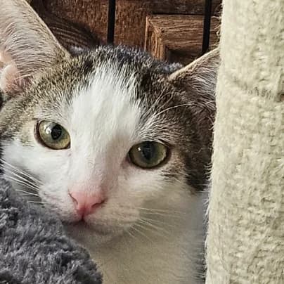Molly, female puppy European Shorthair for adoption at HumanIma ASBL, Ottignies (Brabant Wallon)