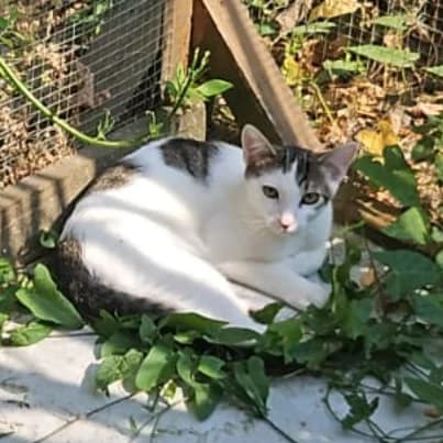 Sacha, male puppy European Shorthair for adoption at HumanIma ASBL, Ottignies (Brabant Wallon)