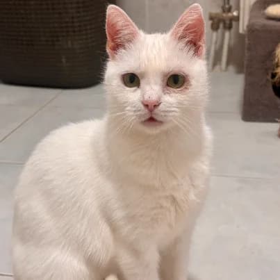 Anabelle, female 6yo European Shorthair for adoption at HumanIma ASBL, Ottignies (Brabant Wallon)