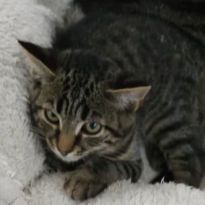 Helioth, male puppy European Shorthair for adoption at HumanIma ASBL, Ottignies (Brabant Wallon)