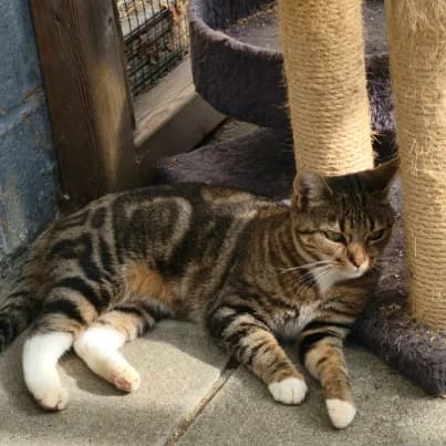 Halva, female young European Shorthair for adoption at HumanIma ASBL, Ottignies (Brabant Wallon)